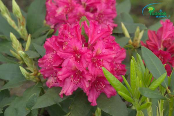 Rhododendron P. den Ouden